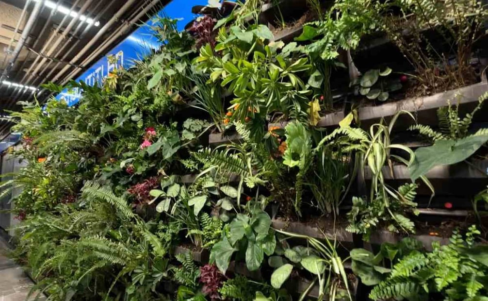 La Iniciativa Verde Subterránea cuenta con el respaldo de biólogos, agrónomos, psicólogos y empresarios mexicanos. Foto: Especial.