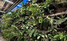 ¿Cómo funcionará el mantenimiento de los muros verdes que se instalaron en el Metro de CDMX?