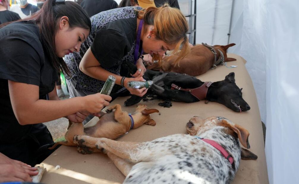 Clínica veterinaria de Tlalpan ha brindado 23 mil atenciones (18/08/2025). Foto: Especial