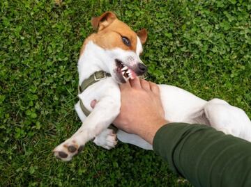 Harvard revela por qué algunos perros son agresivos; cómo prevenir ataques