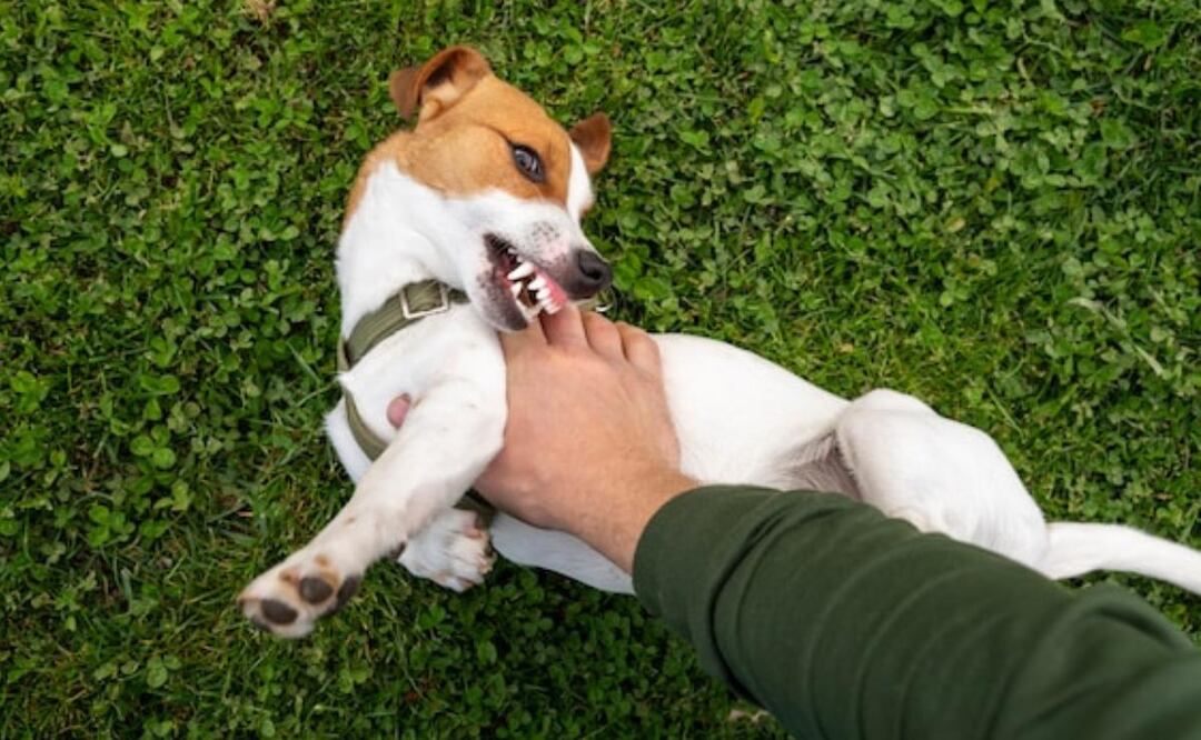 El estudio de Harvard pone de relieve la importancia de entender el comportamiento animal. Fuente: Freepik