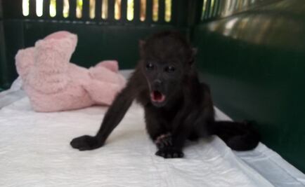 Profepa 'busca' hogar a animales rescatados