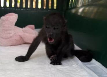 Profepa 'busca' hogar a animales rescatados