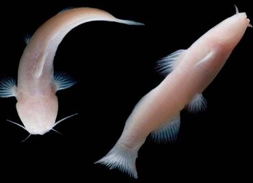 México y EU podrían estar conectados por cavernas acuáticas