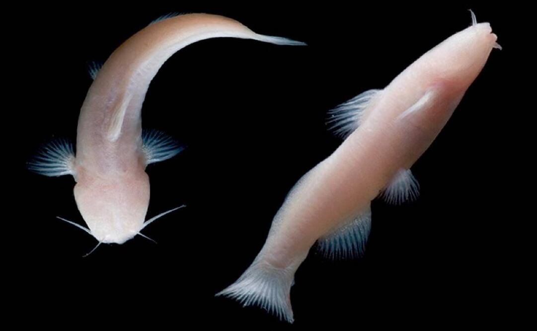 Los ejemplares de esta especie en peligro de extinción subyace entre-a cuenca del río Bravo y Coahuila. (FOTO: Universidad de Texas en Austin)