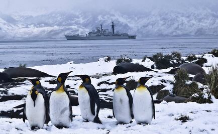 Iceberg gigante diezmó población de pingüinos Adelaida en Antártida