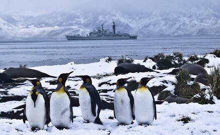 Iceberg gigante diezmó población de pingüinos Adelaida en Antártida