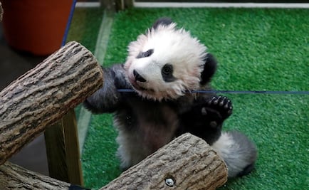 ​Bautiza Brigitte Macron al primer bebé panda de Francia