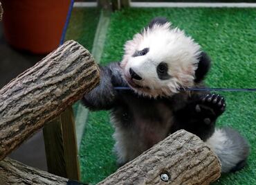 Bautiza Brigitte Macron al primer bebé panda de Francia