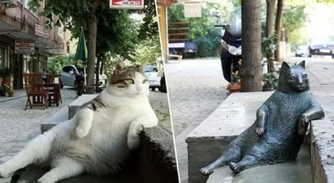 ¿Por qué Estambul es la ciudad de los gatos?