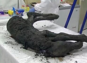 Buscan células vivas para clonar un caballo de hace 40 mil años