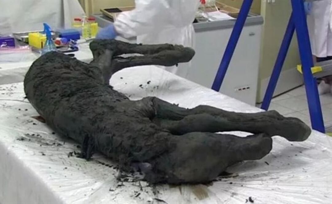 Foto: NORTH-EASTERN FEDERAL UNIVERSITY