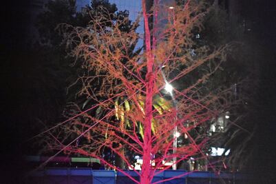 Iluminan al ahuehuete de Reforma y vigilan desde el C5