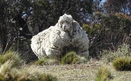 Hallan una "oveja gigante" en Australia