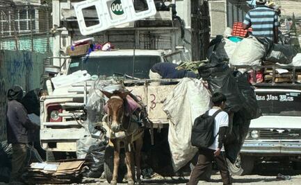 "Nos están esperando para lincharnos"; activistas de Seres Libres denuncian amenazas tras rescatar a una mula