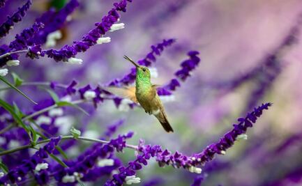 Anuncian primer Festival por la Naturaleza en la CDMX