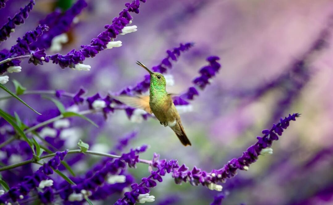 Festival por la Naturaleza CDMX. Foto: Especial