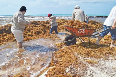 Tendrá NASA sistema para detectar sargazo