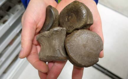 Hallan en Argentina un yacimiento de fósiles de unos 140 millones de años