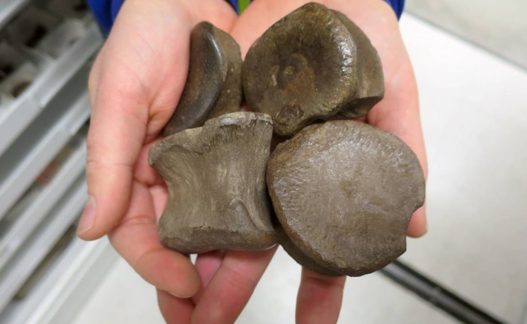 El yacimiento, conocido hace cuatro años, cubre una superficie de unos 60 mil kilómetros cuadrados. Foto: Archivo