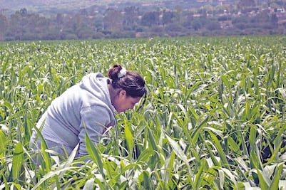 Merman las partidas para política social