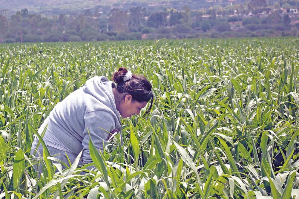 La Sagarpa fue de las dependencias federales que mayor castigo tuvieron en el recorte presupuestal, al perder cerca de 15 mil 426 millones 301 mil 30 pesos (Especial)