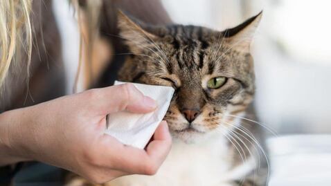 ¿Qué hacer si mi gato tiene lagañas en un solo ojo, según especialista?