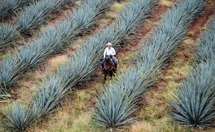 7 tequilas que debes probar para este 15 de septiembre