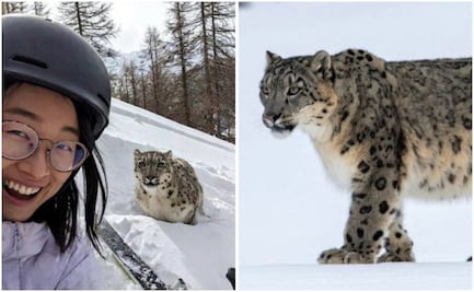 Mujer es atacada por leopardo de las nieves al tratar de tomar una foto; esto paso