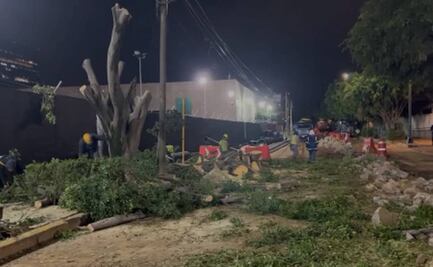 Morena en Congreso CDMX llama hipócrita al PAN por criticar derribo de árboles en la Miguel Hidalgo