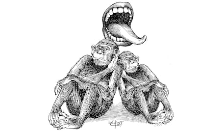 Explicando el sexo oral a los bonobos