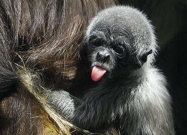 Nace en Zoo de Medellín cría de mono araña, especie en peligro de extinción