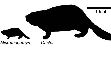 Hallan fósiles de especie de castor antes desconocido