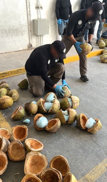 FGR encuentra 300 kilos de fentanilo ocultos en cocos