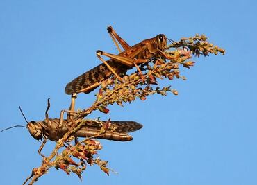 Langosta, riesgo para las cosechas; supervisan que plaga no avance en el Edomex