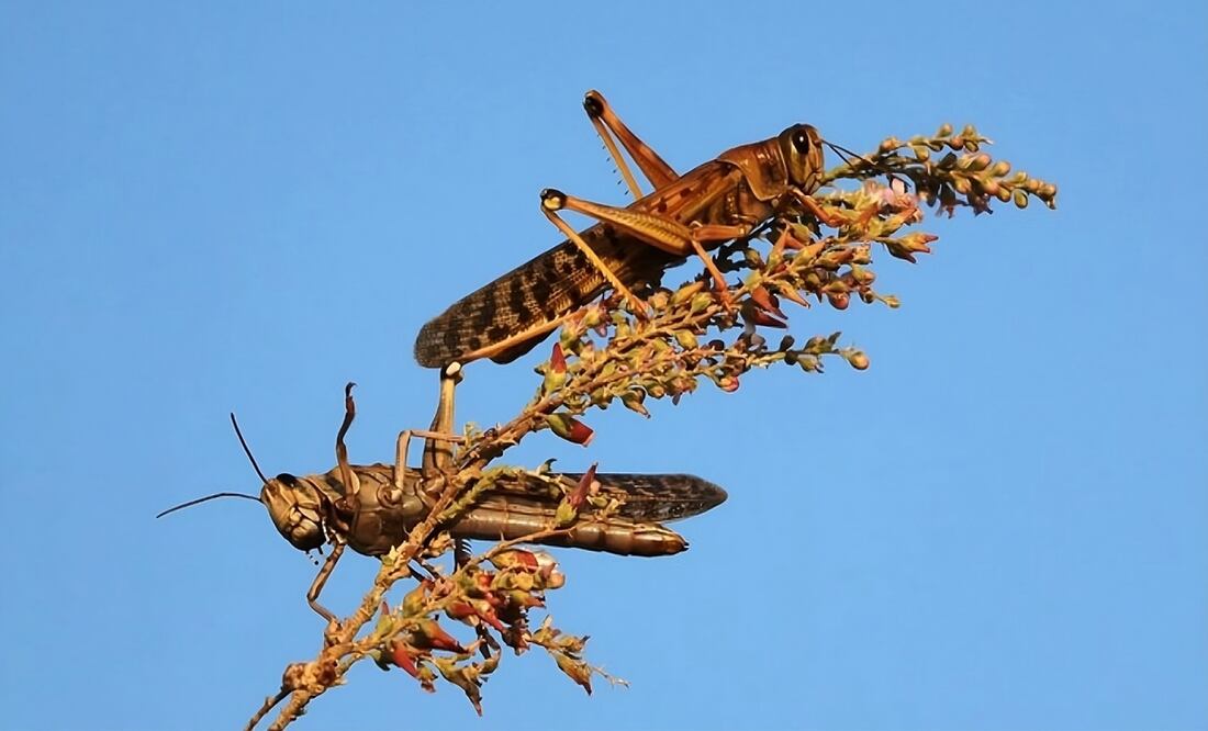 Plaga de Langostas. Foto: Especial