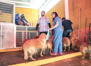 Enfermos, algunos perros rescatados en Iztapalapa