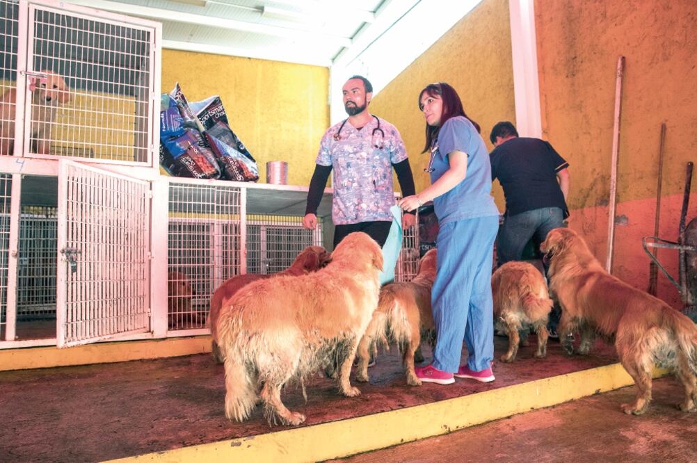 La jefa delegacional en Iztapalapa, Dione Anguiano, compartió que los 38 canes son cuidados en una clínica veterinaria ubicada en la Unidad Habitacional Vicente Guerrero. (YADIN XOLALPA. EL UNIVERSAL)