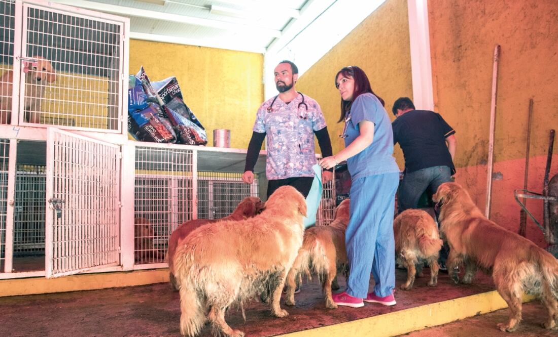 La jefa delegacional en Iztapalapa, Dione Anguiano, compartió que los 38 canes son cuidados en una clínica veterinaria ubicada en la Unidad Habitacional Vicente Guerrero. (YADIN XOLALPA. EL UNIVERSAL)