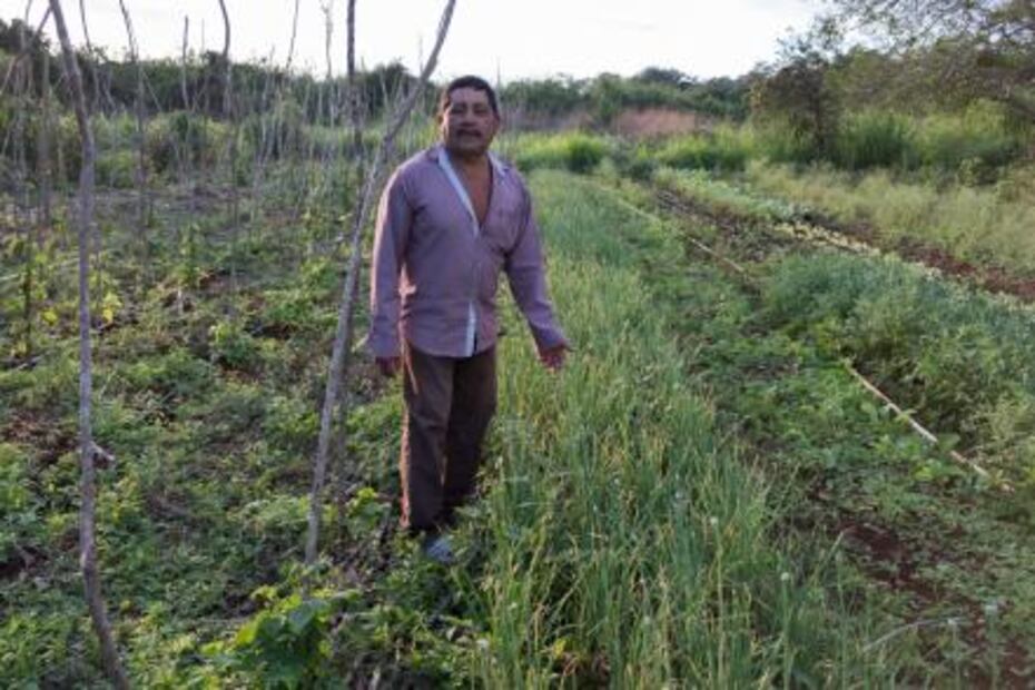 En Yucatán logran frenar cultivos transgénicos ante la SCJN