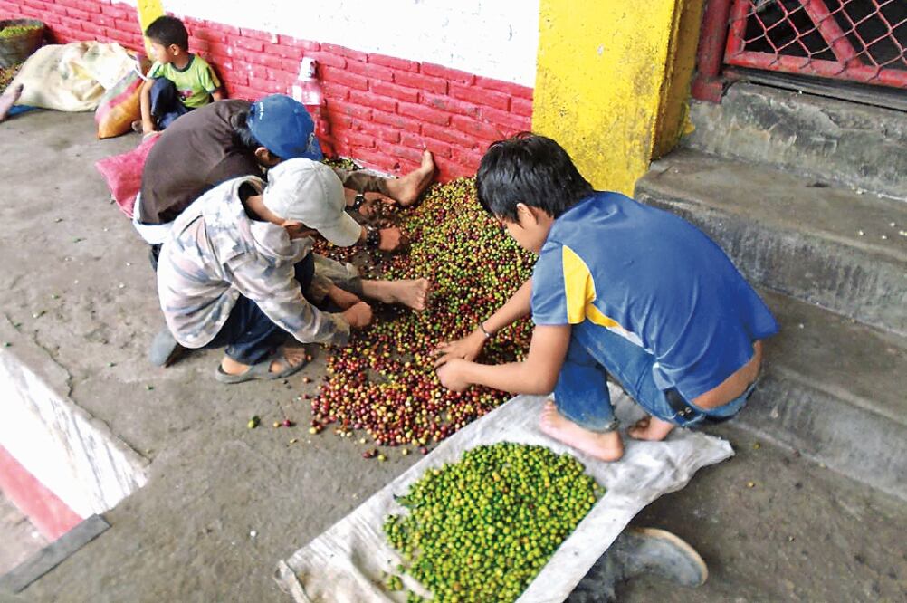 Antes de que las manos de niños indígenas guatemaltecos llegaran a esta zona, eran los chamulas, tzeltales y tojolabales quienes recolectaban y separaban la fruta para ser despulpada (FREDY MARTÍN)