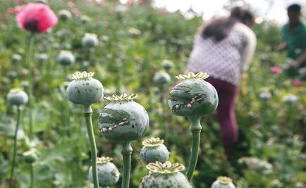 Incineran 15 mil 840 plantas de amapola en Michoacán 