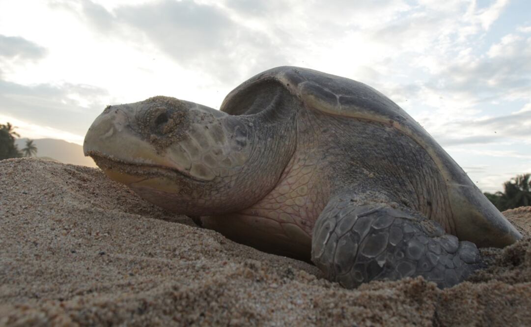 Expertos piden mantener los esfuerzos de vigilancia y limpieza en las playas a fin de preservar esta especie. /Archivo - EL UNIVERSAL