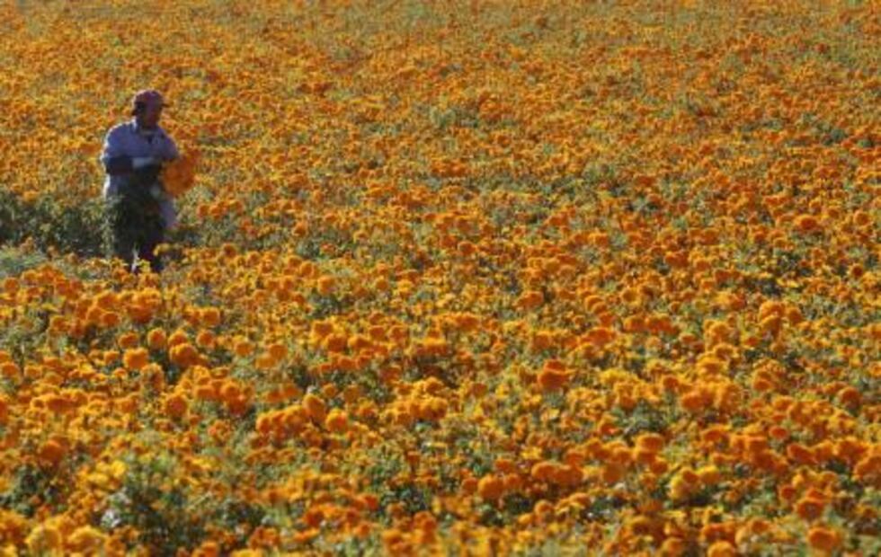 ¿Conoces la leyenda de la flor de cempasúchil?