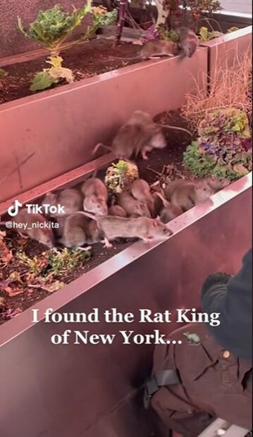 VIDEO: Ratas "invaden" Times Square en Nueva York... hombre las alimenta