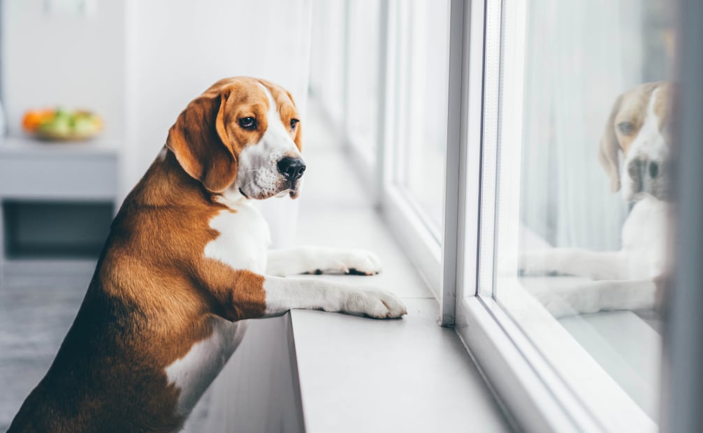 Uno de los tratamientos consiste en acostumbrar poco a poco a tu mascota a pasar tiempo solo. Foto: Canva