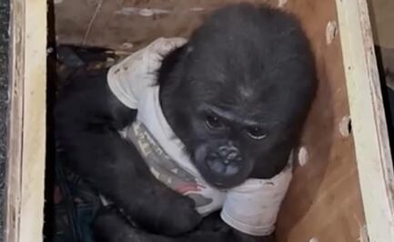 VIDEOS: Rescatan a bebé gorila en aeropuerto de Estambul; iba en una caja y con playera de niño