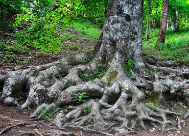 El mapa que muestra las ocultas conexiones subterráneas de los árboles