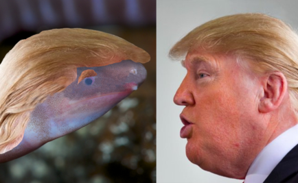 Bautizan a anfibio ciego en honor a Donald Trump