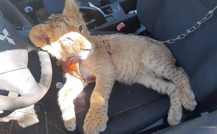 Destruyen campamento del crimen organizado en Zitácuaro; aseguran cría de león